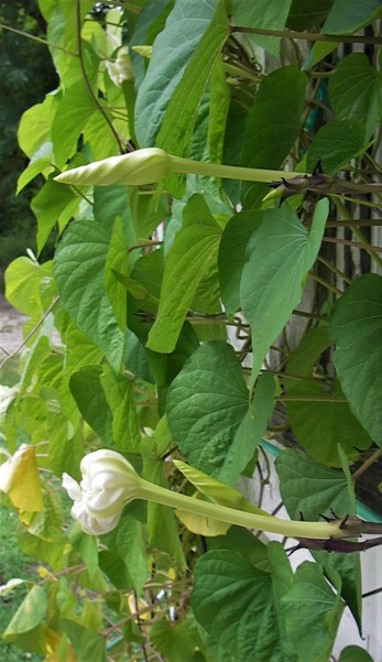 My Moonflower By Sandra Gale